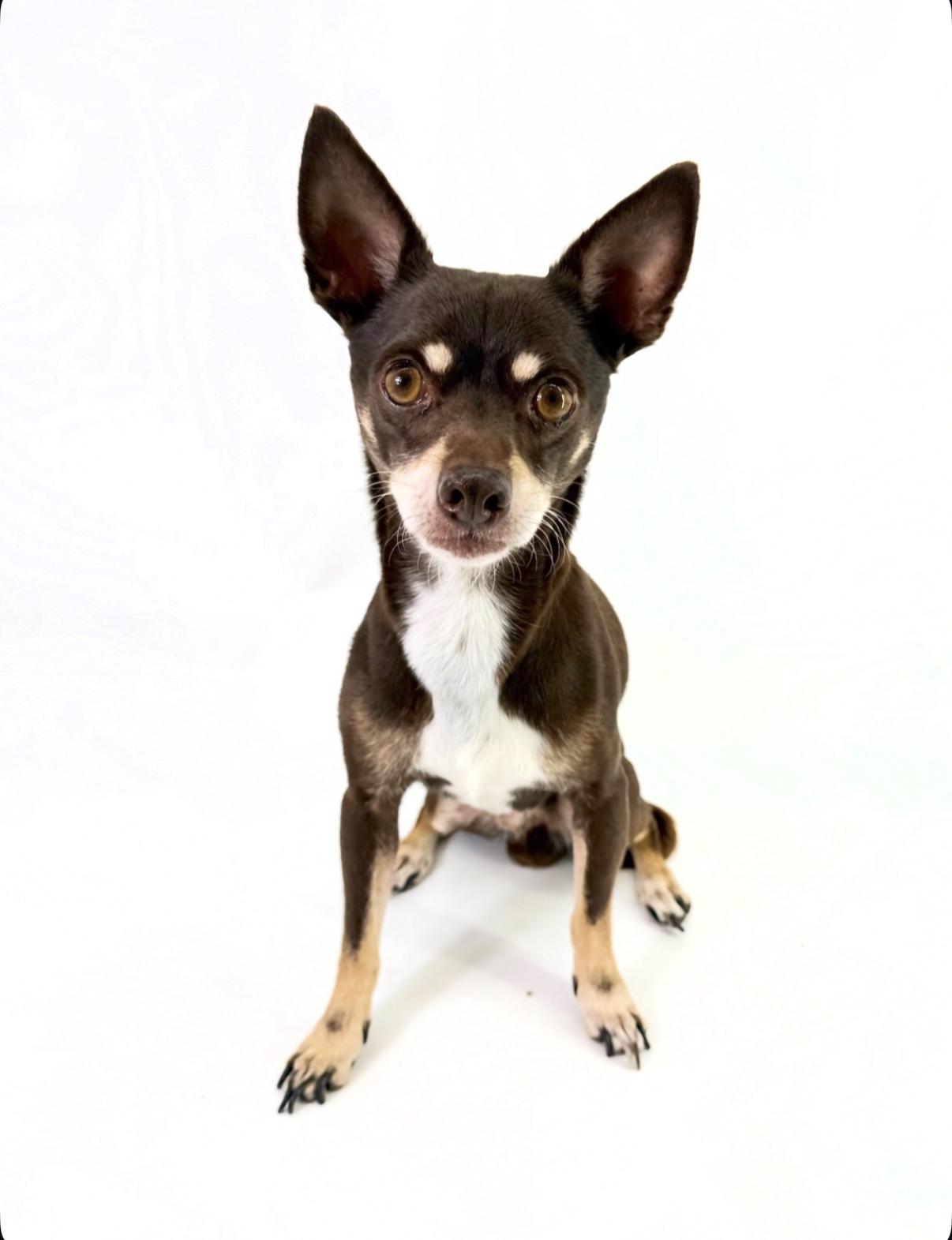 Oso, Adoptable, Young Male Chihuahua.