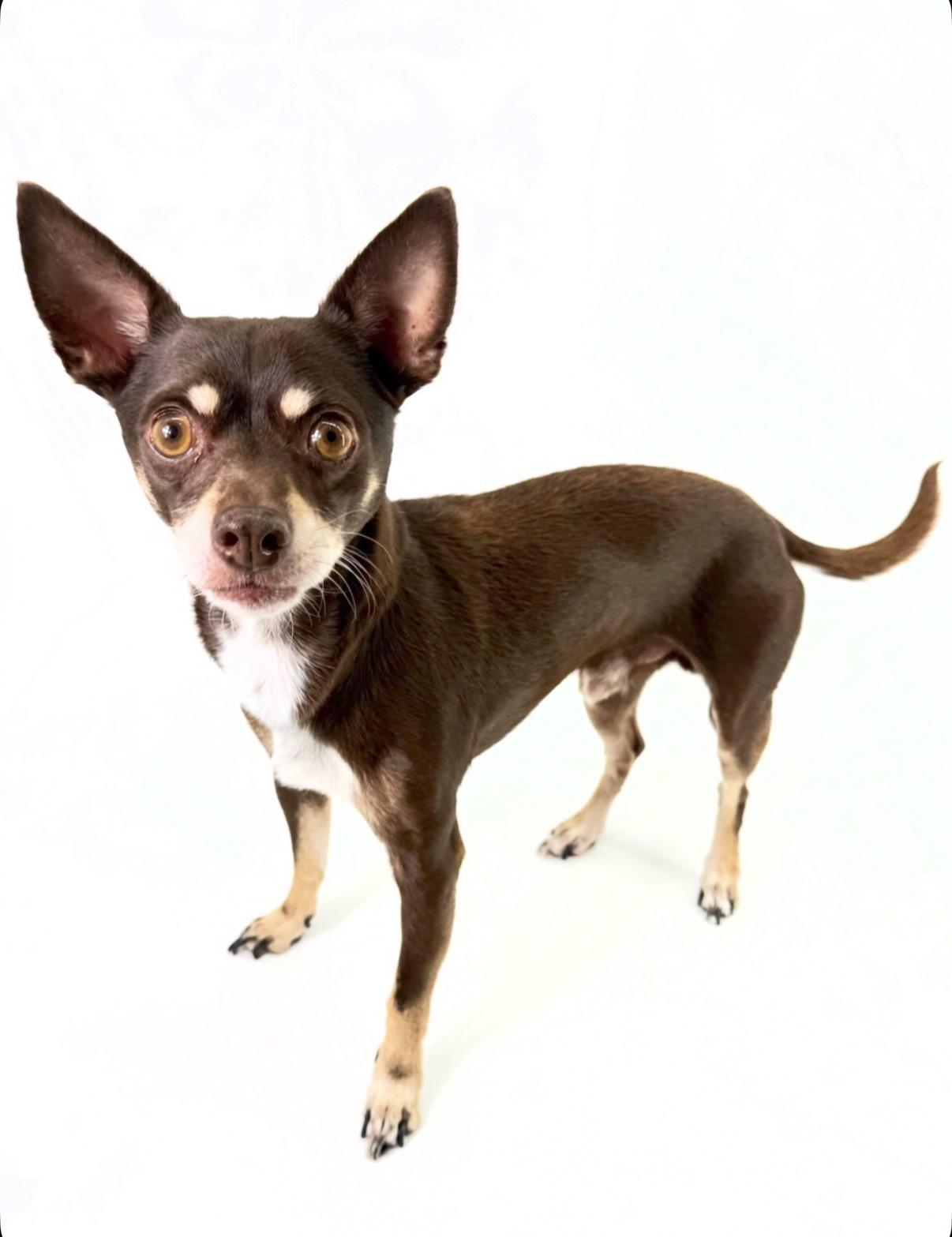 Enlarge Oso, a Adoptable Chihuahua in Scottsdale, AZ image 4/4