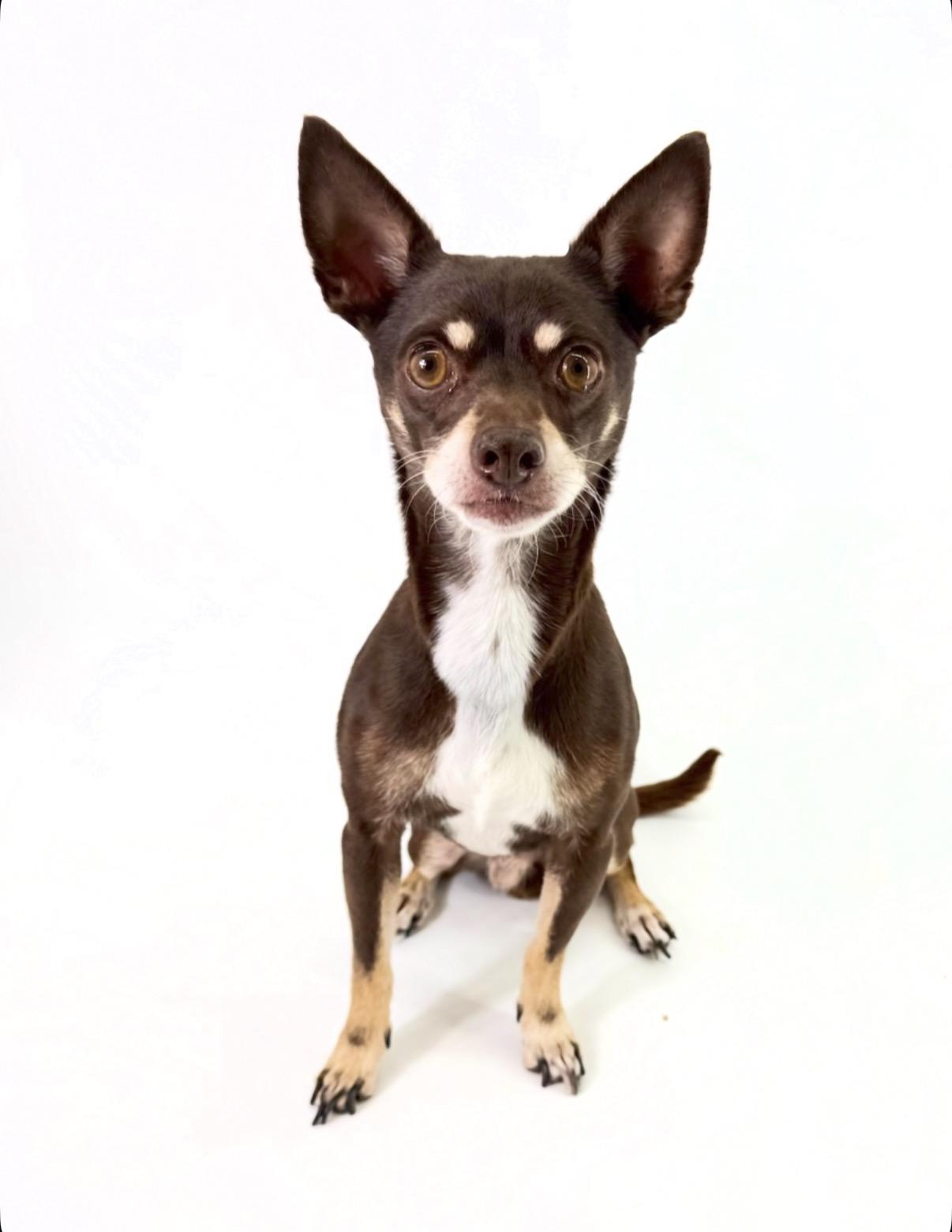 Enlarge Oso, a Adoptable Chihuahua in Scottsdale, AZ image 2/4