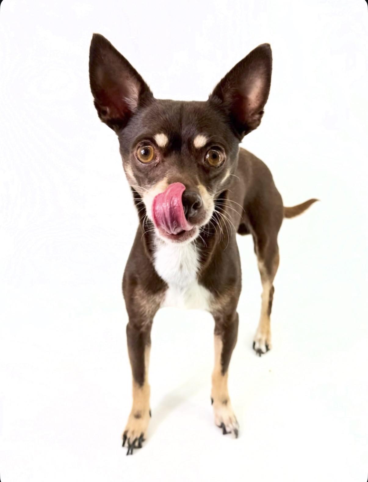 Enlarge Oso, a Adoptable Chihuahua in Scottsdale, AZ image 3/4