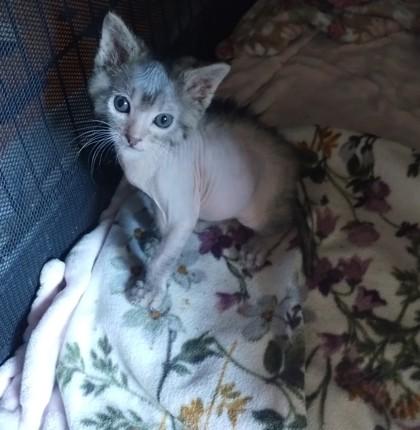 Enlarge Harry, a Adoptable Domestic Short Hair in Irving, TX image 2/2