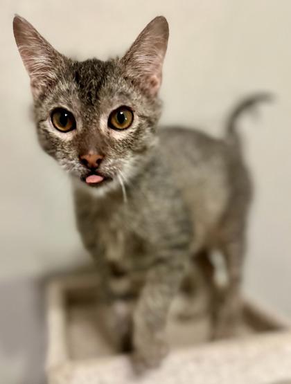 Harry, a Adoptable Domestic Short Hair in Irving, TX image 1/3