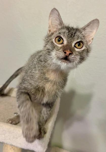 Harry, a Adoptable Domestic Short Hair in Irving, TX image 2/3