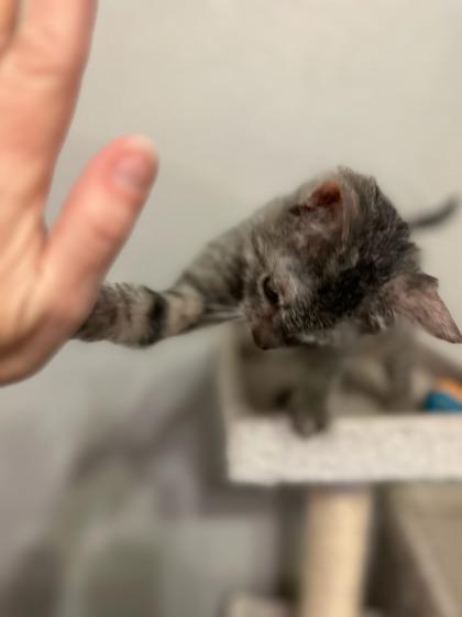 Harry, a Adoptable Domestic Short Hair in Irving, TX image 3/3