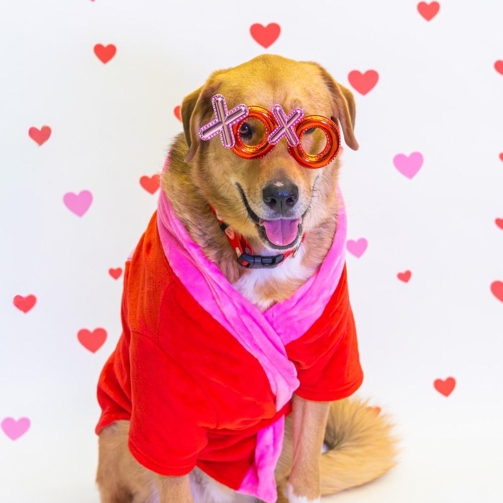 Enlarge Minos, a Adoptable mixed breed in Wilmington, DE image 2/6