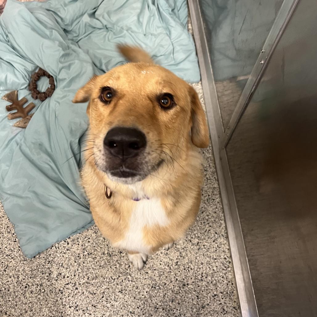 Enlarge Minos, a Adoptable mixed breed in Wilmington, DE image 3/6