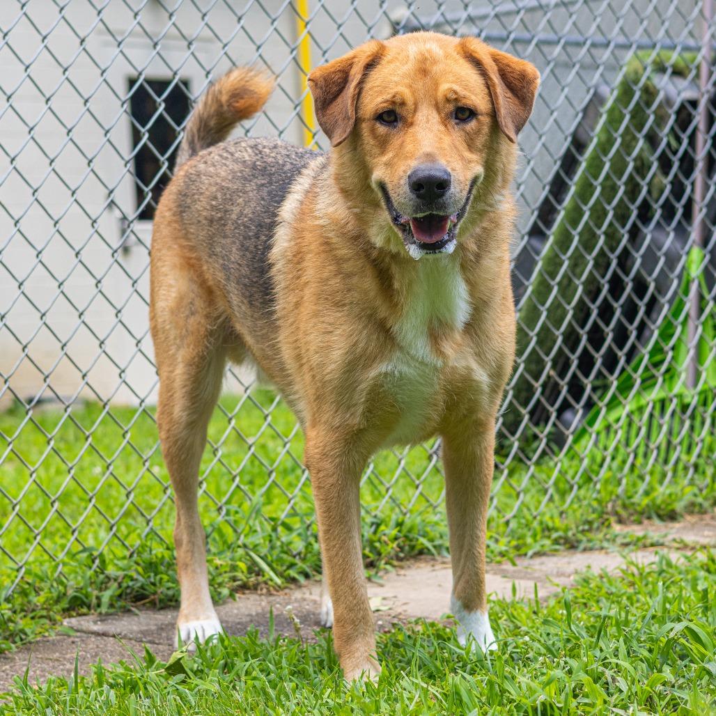 Enlarge Minos, a Adoptable mixed breed in Wilmington, DE image 5/6