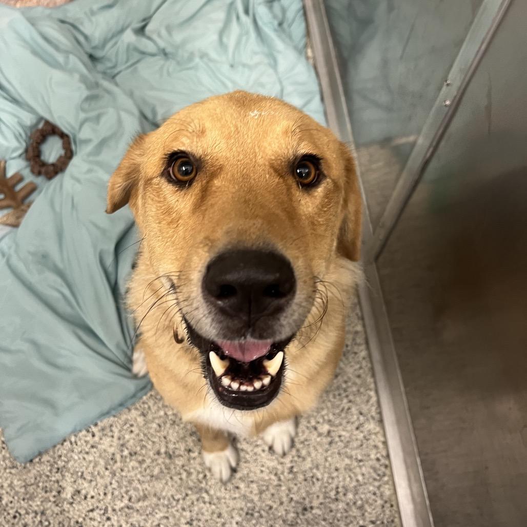 Enlarge Minos, a Adoptable mixed breed in Wilmington, DE image 6/6