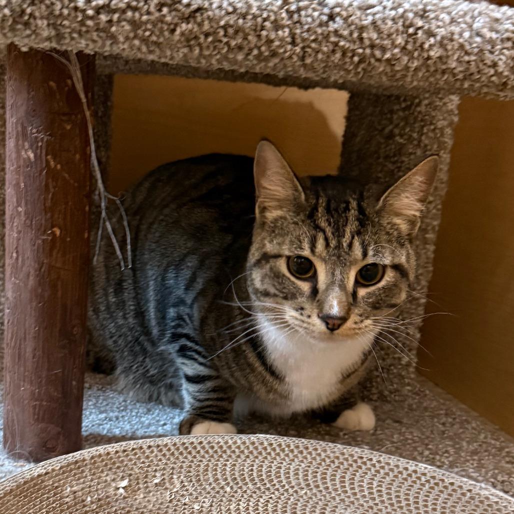 Valentine, a Adoptable Domestic Short Hair in Kansas City, MO image 1/3