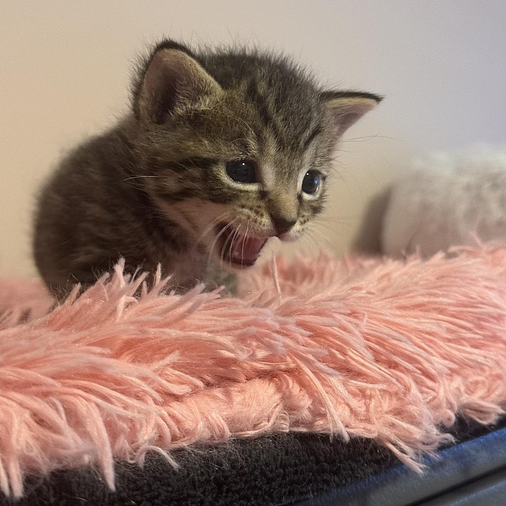 Valentine, a Adoptable Domestic Short Hair in Kansas City, MO image 2/3