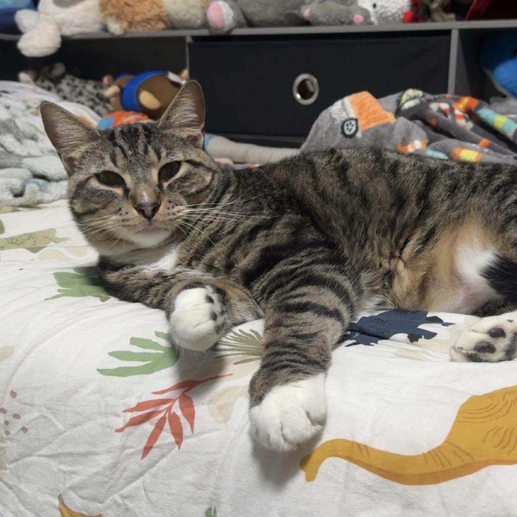Valentine, a Adoptable Domestic Short Hair in Kansas City, MO image 3/3