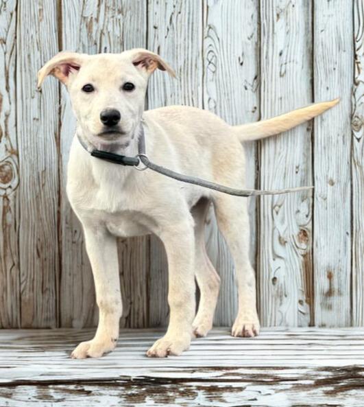 MYSTIQUE ~ Puppy from the news (Video), Adoptable, Puppy Male Labrador Retriever & German Shepherd Dog.