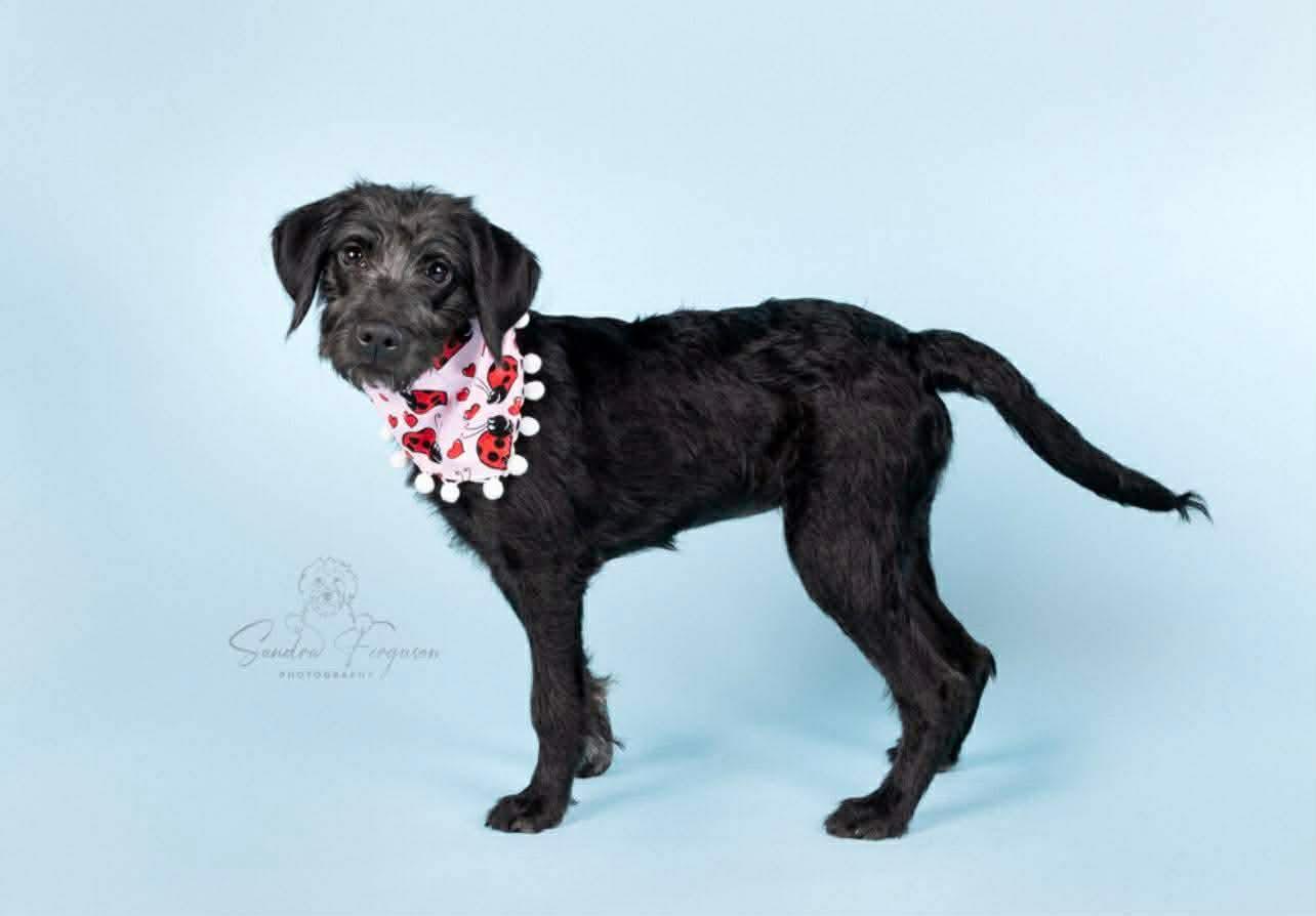 Enlarge Tully (Jessica - Fostered in TN), an adopted mixed breed in Brooklyn, CT image 5/6