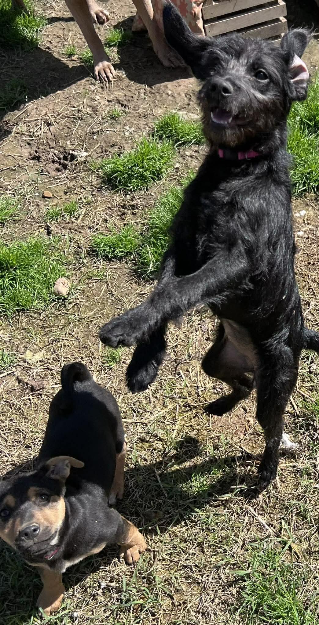 Enlarge Tully (Jessica - Fostered in TN), an adopted mixed breed in Brooklyn, CT image 2/6