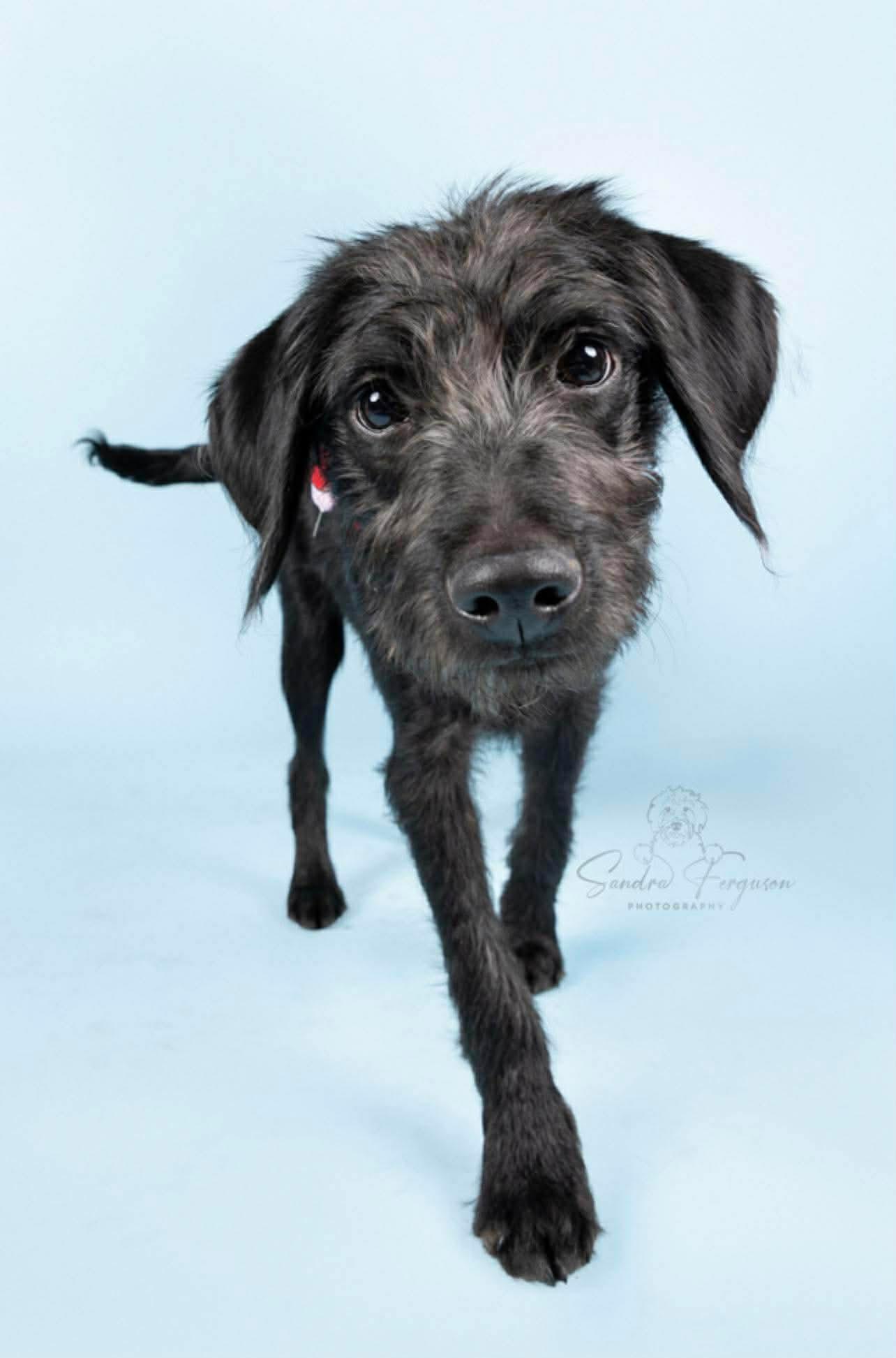 Enlarge Tully (Jessica - Fostered in TN), an adopted mixed breed in Brooklyn, CT image 6/6