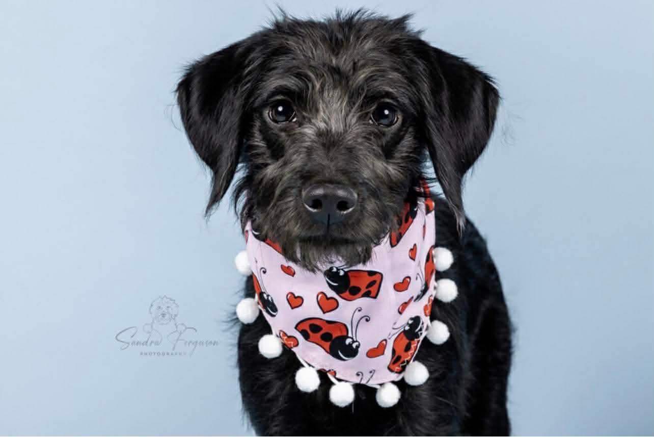 Enlarge Tully (Jessica - Fostered in TN), an adopted mixed breed in Brooklyn, CT image 3/6