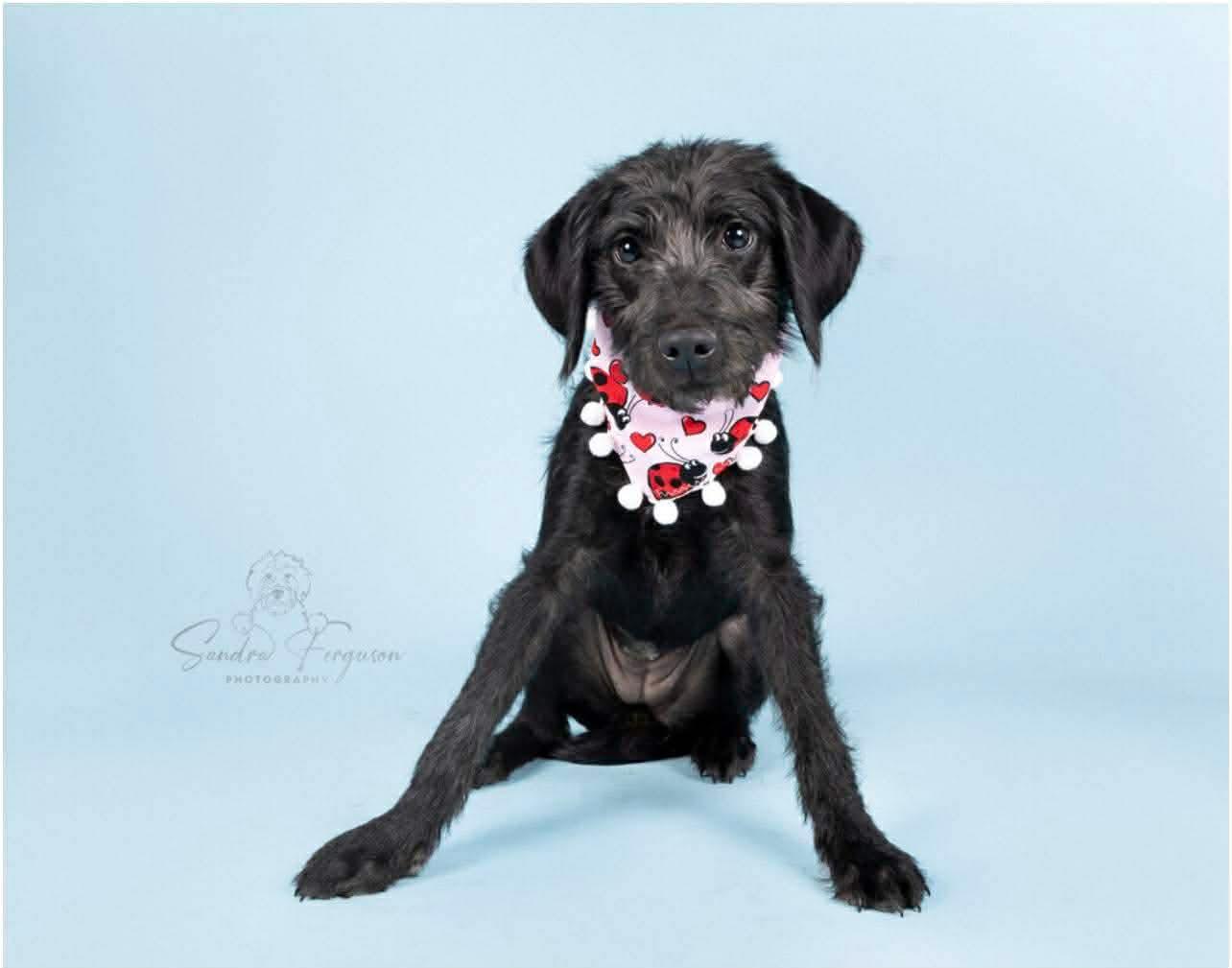 Enlarge Tully (Jessica - Fostered in TN), an adopted mixed breed in Brooklyn, CT image 4/6