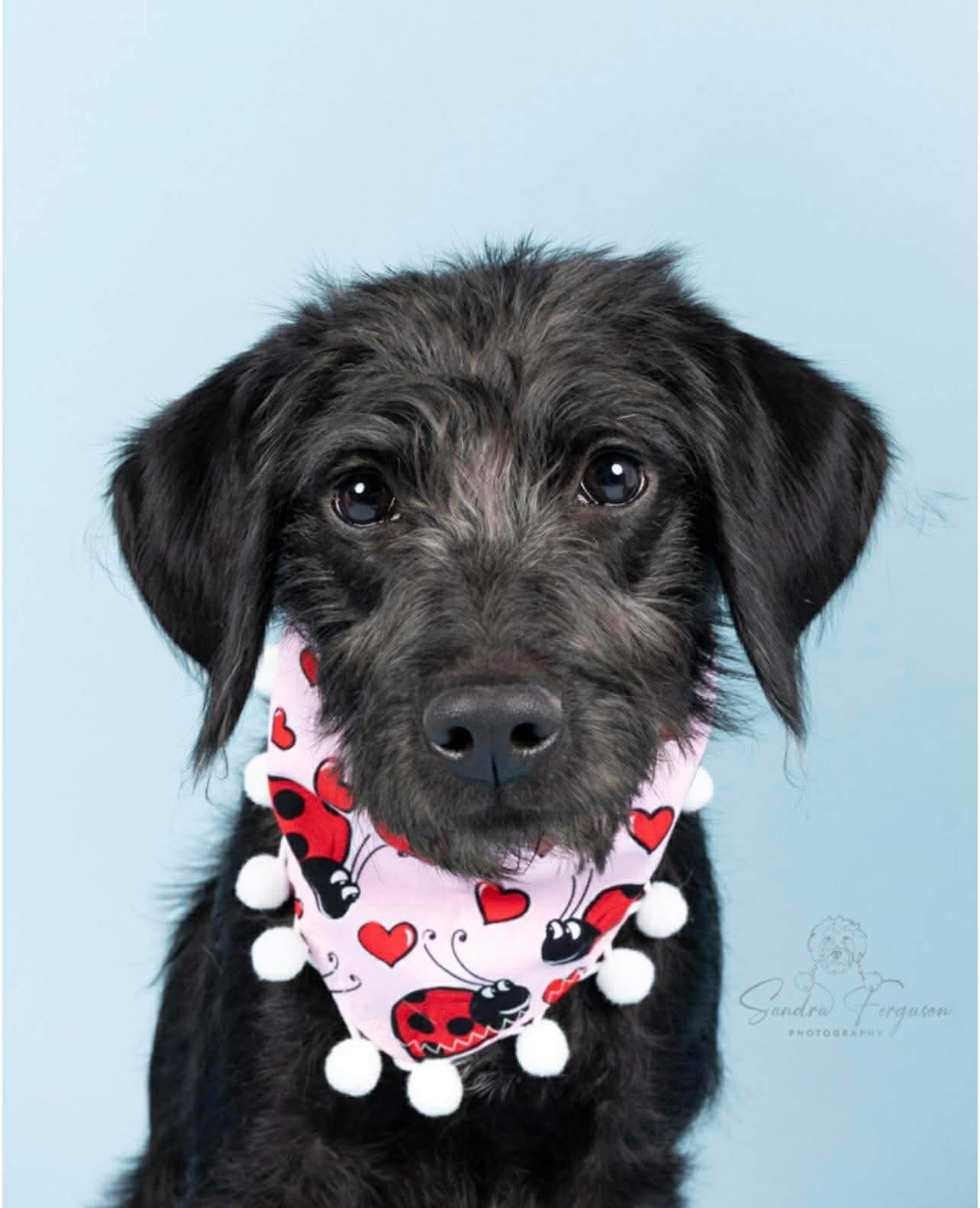 Tully (Jessica - Fostered in TN), adopted, Young Female Labradoodle & Terrier.