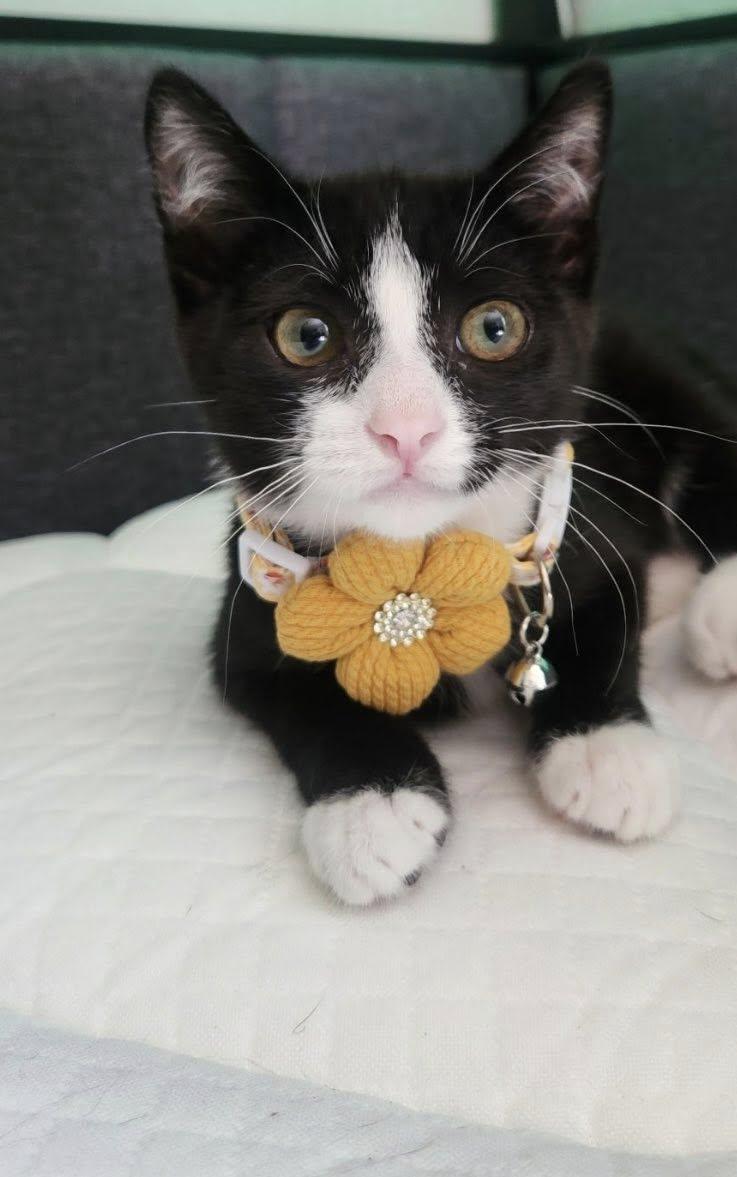 Clementine, Adoptable, Kitten Female American Shorthair.