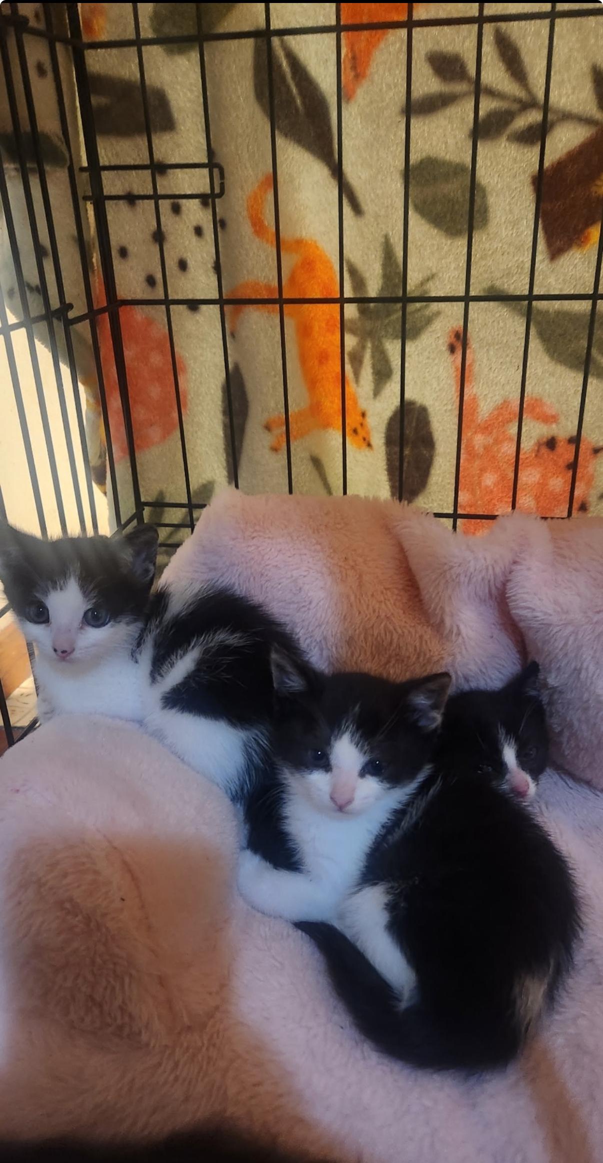 Clementine, a Adoptable American Shorthair in Willits , CA image 4/4