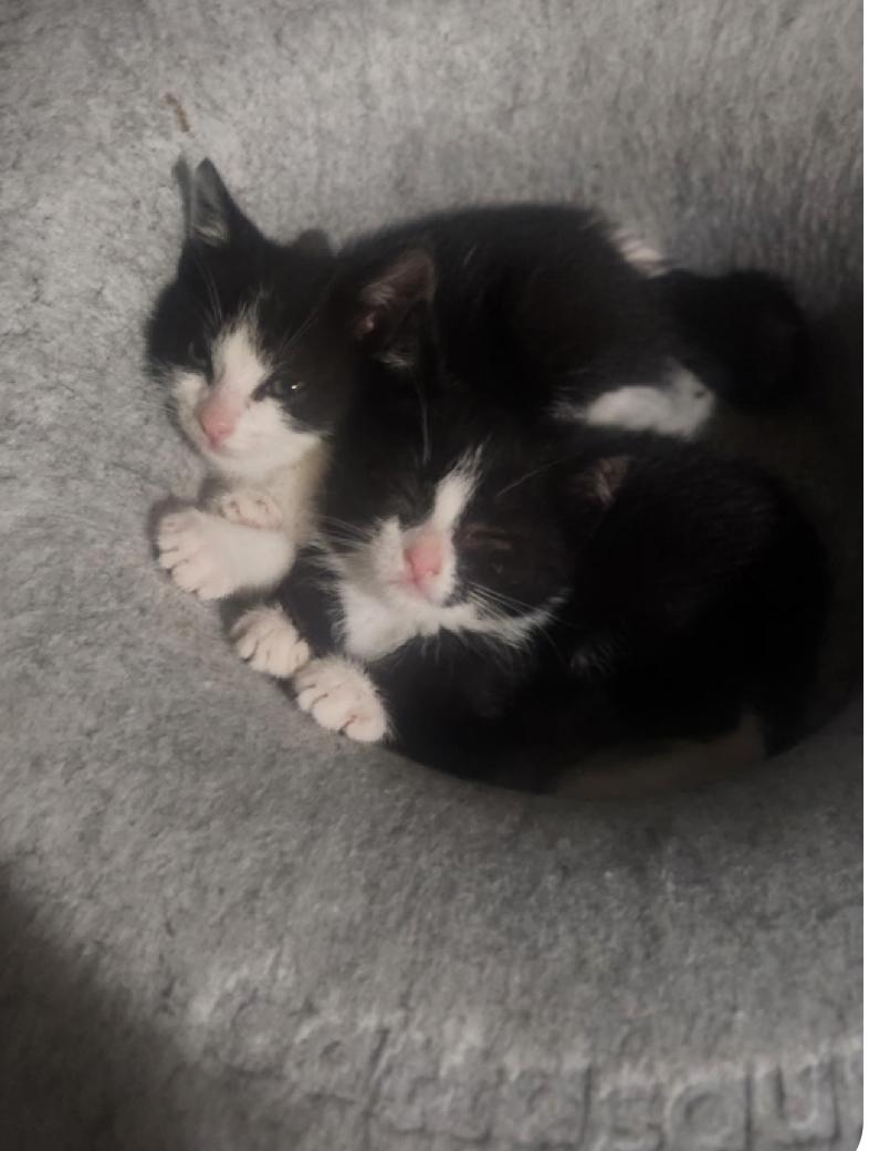 Clementine, Adoptable, Kitten Female American Shorthair.