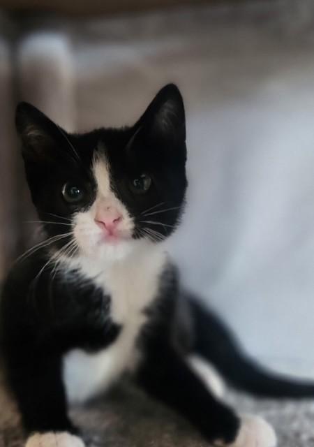 Clementine, a Adoptable American Shorthair in Willits , CA image 3/4