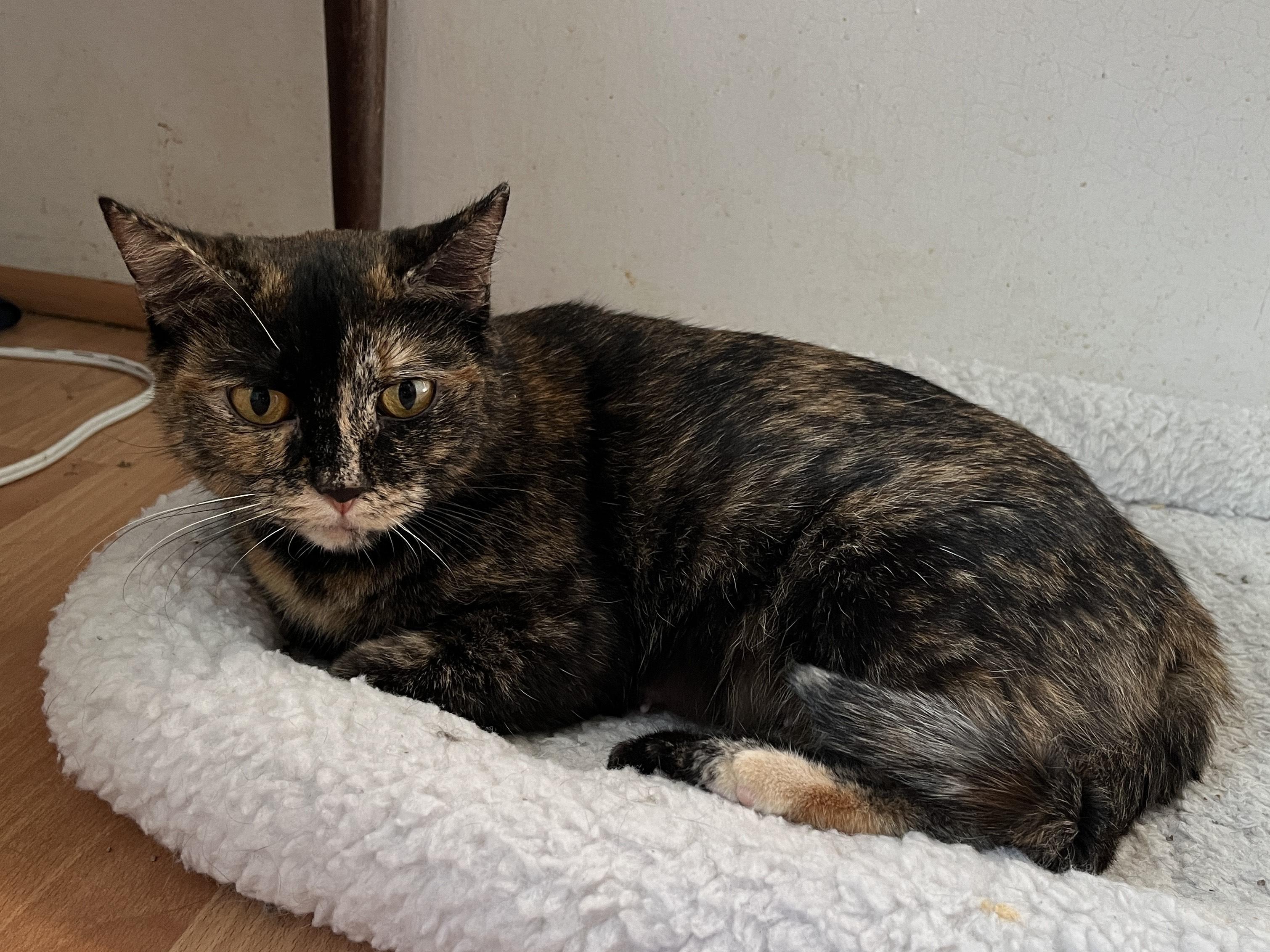 Lillemor, Adoptable, Adult Female Tortoiseshell.