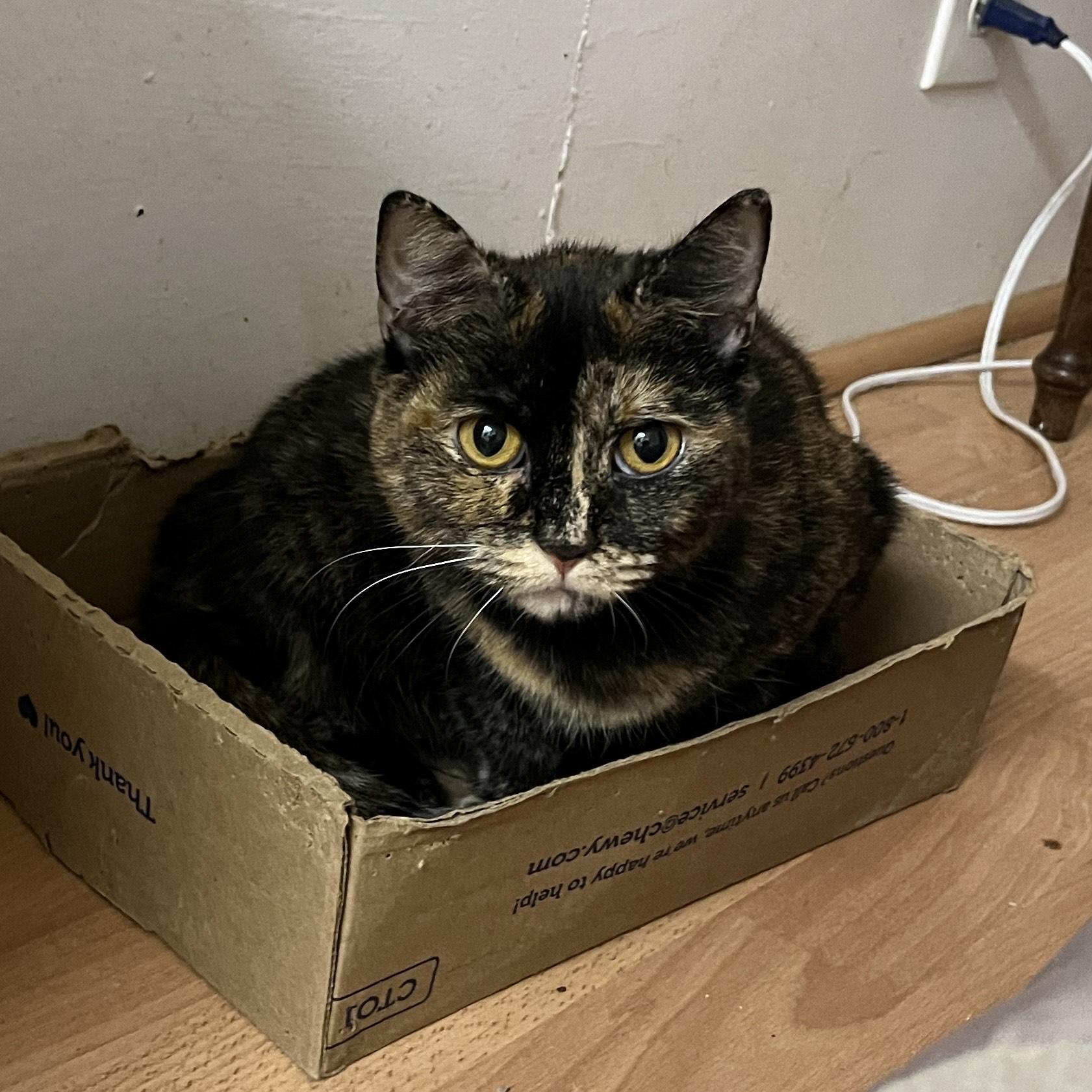 Enlarge Lillemor, a Adoptable Tortoiseshell in Sudbury, MA image 2/2