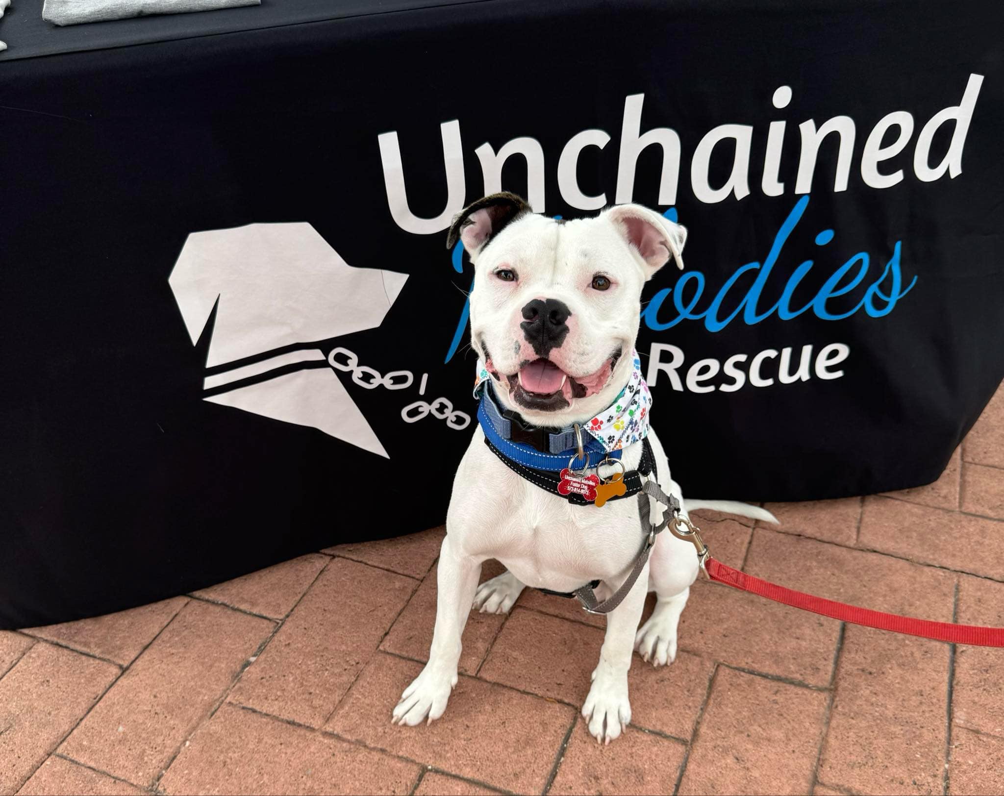 Loki, a Adoptable mixed breed in Columbia, MO image 6/6