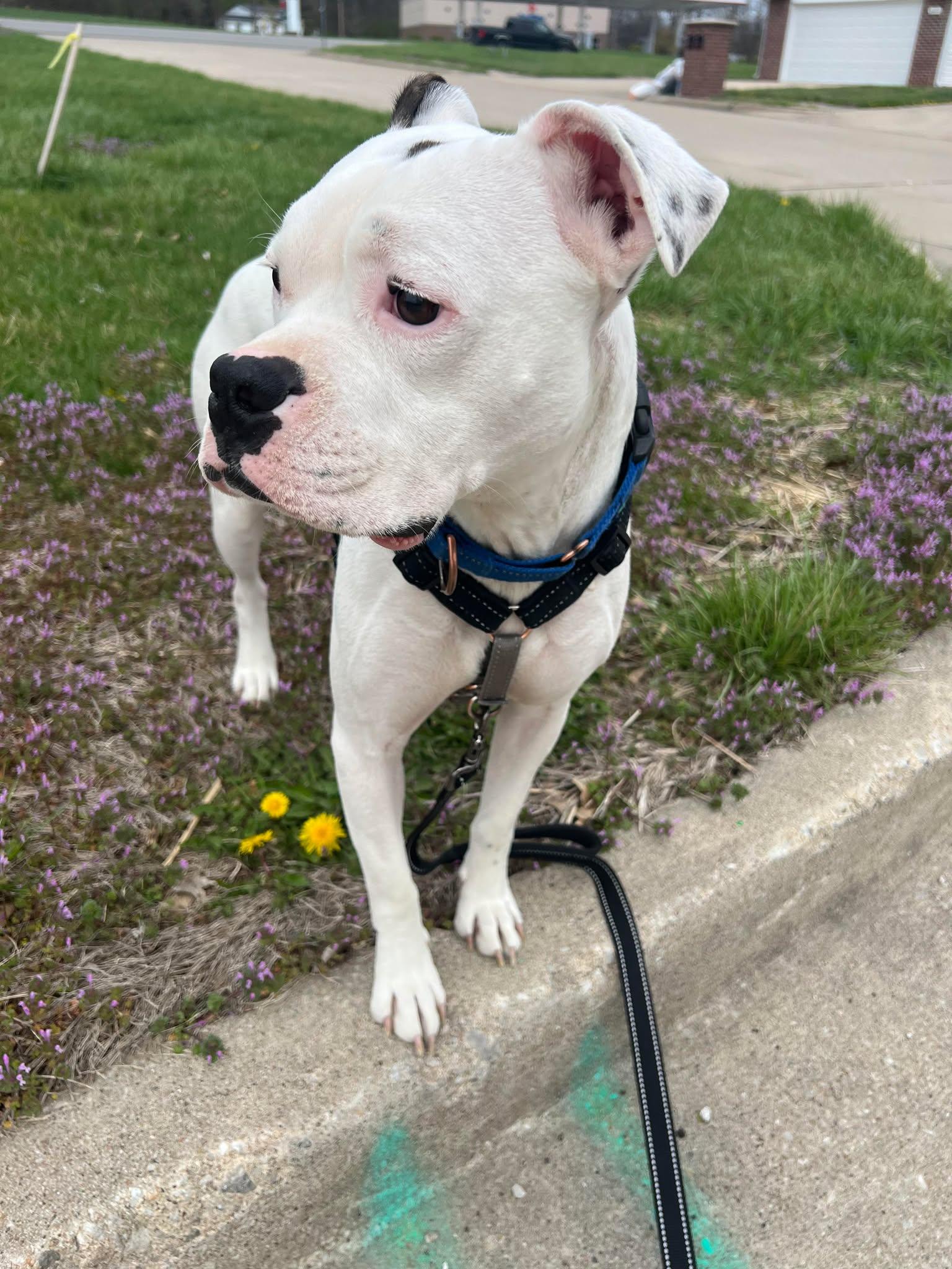 Loki, a Adoptable mixed breed in Columbia, MO image 3/6