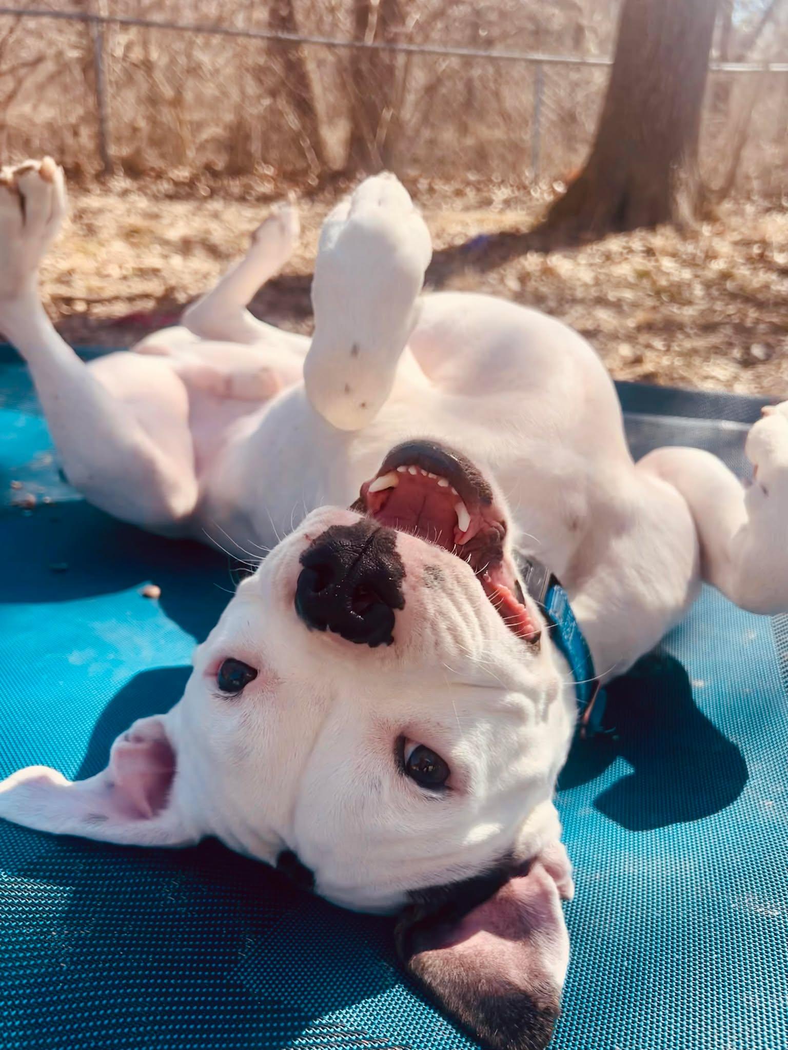 Loki, Adoptable, Adult Male Boxer & Pit Bull Terrier.