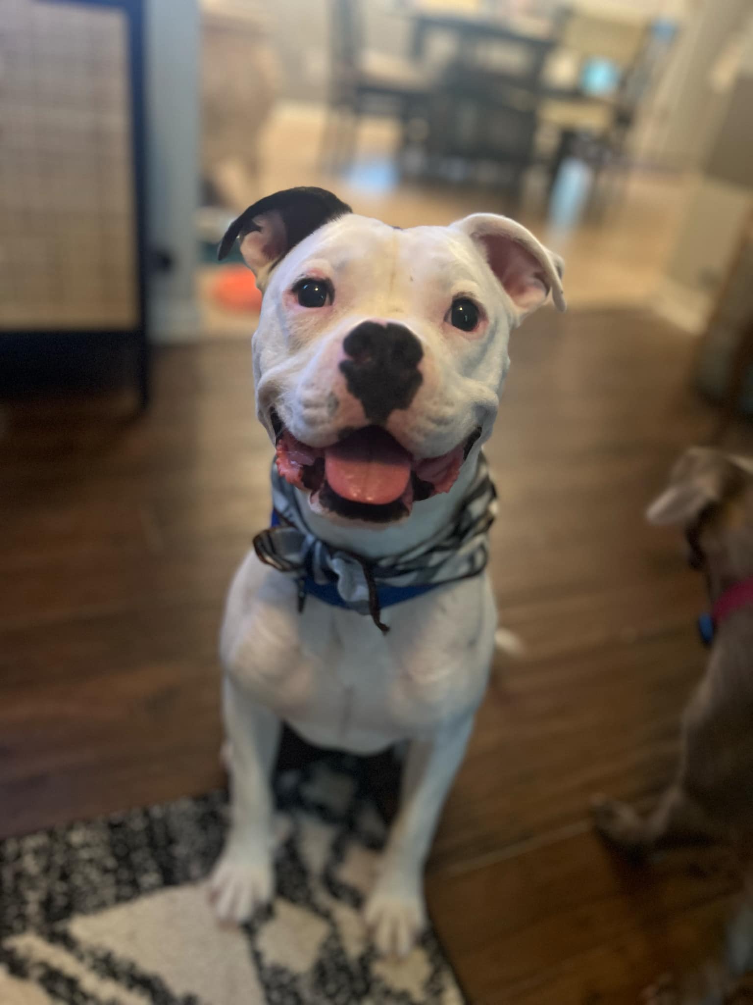 Loki, Adoptable, Adult Male Boxer & Pit Bull Terrier.