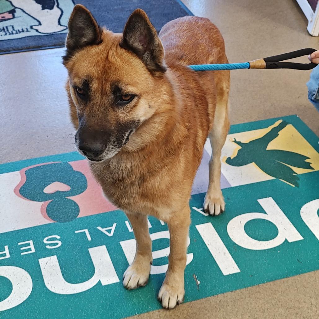 GABRIEL, Adoptable, Adult Male German Shepherd Dog & Mixed Breed.