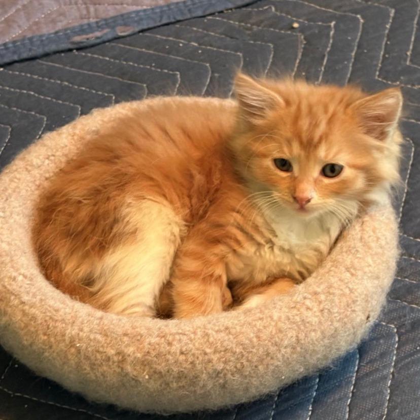 Enlarge Rusty, a Adoptable Domestic Medium Hair in Stagecoach, NV image 2/2