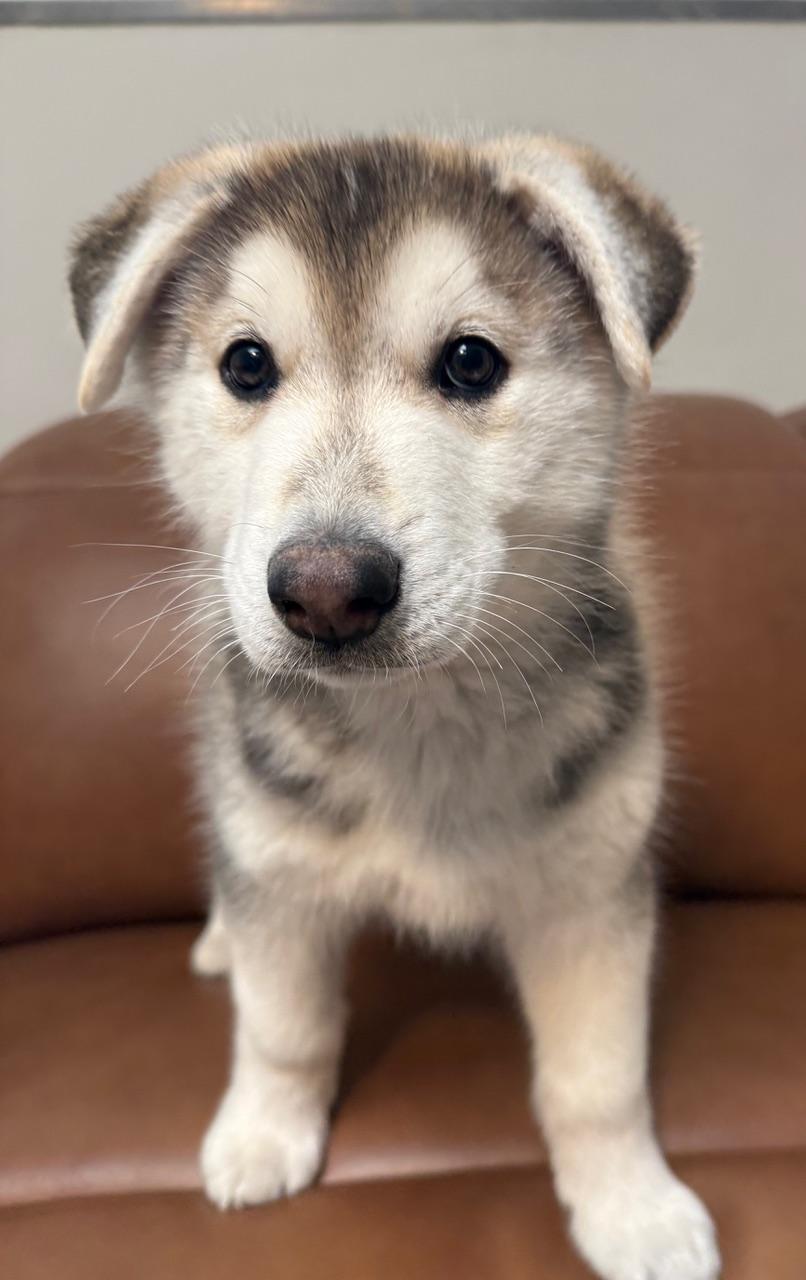 Enlarge Sebastian , a ADOPTABLE mixed breed in Albuquerque, NM image 2/3