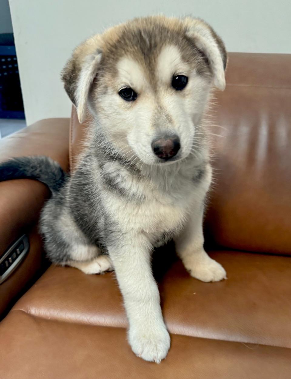 Sebastian , ADOPTABLE, Puppy Male Siberian Husky & German Shepherd Dog.