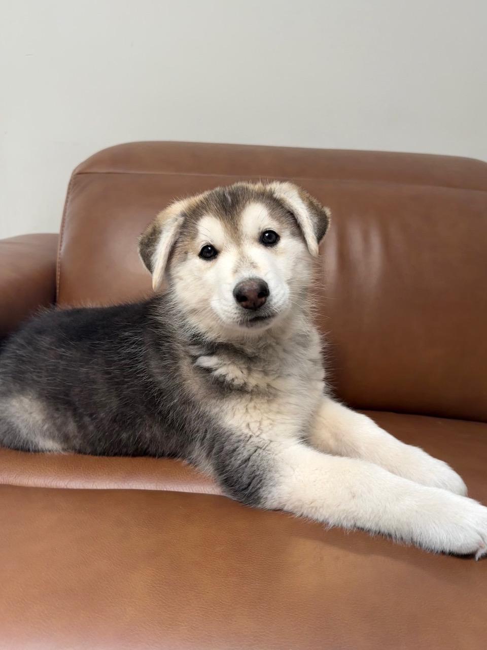 Enlarge Sebastian , a ADOPTABLE mixed breed in Albuquerque, NM image 3/3