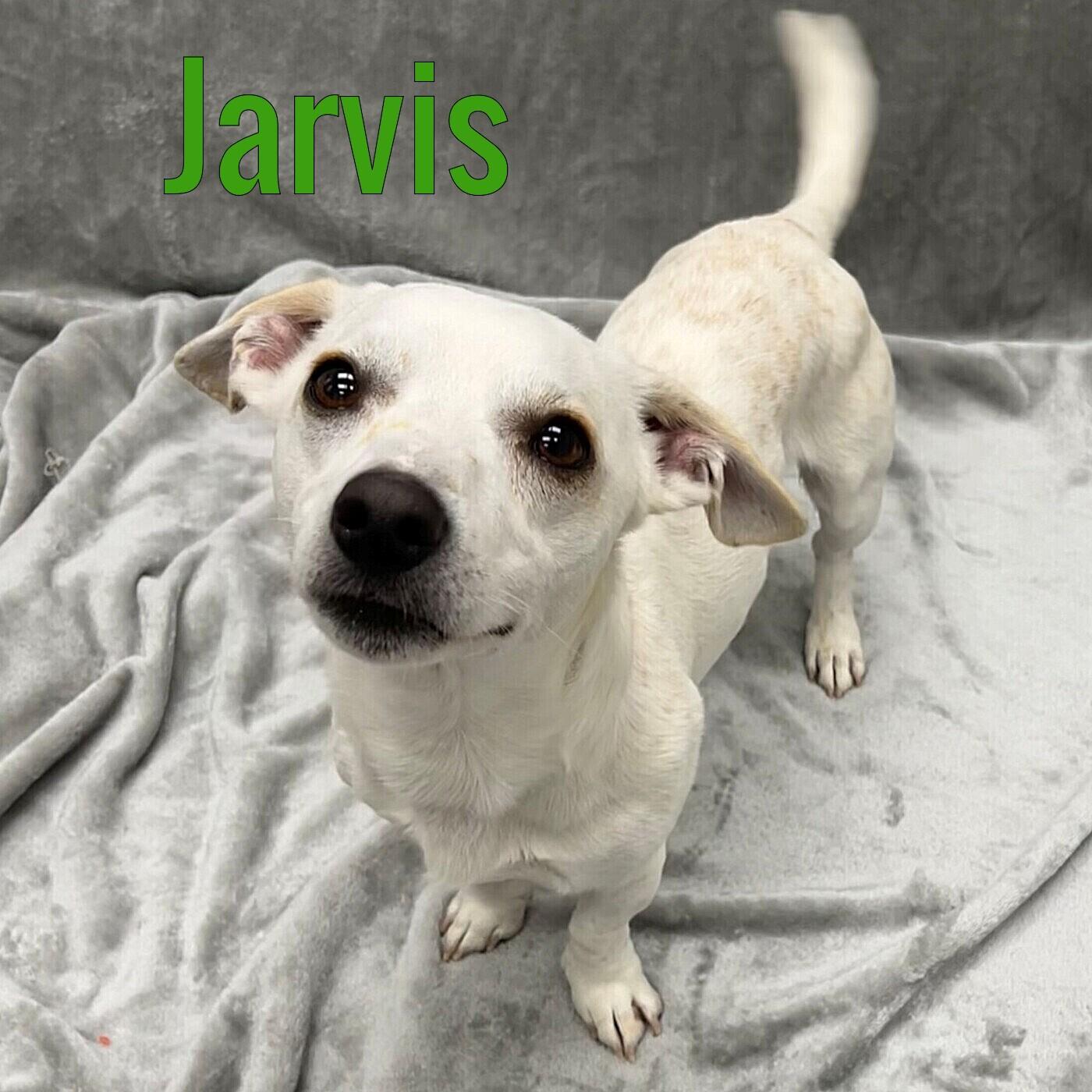Jarvis, Adopted, Adult Male Jack Russell Terrier.