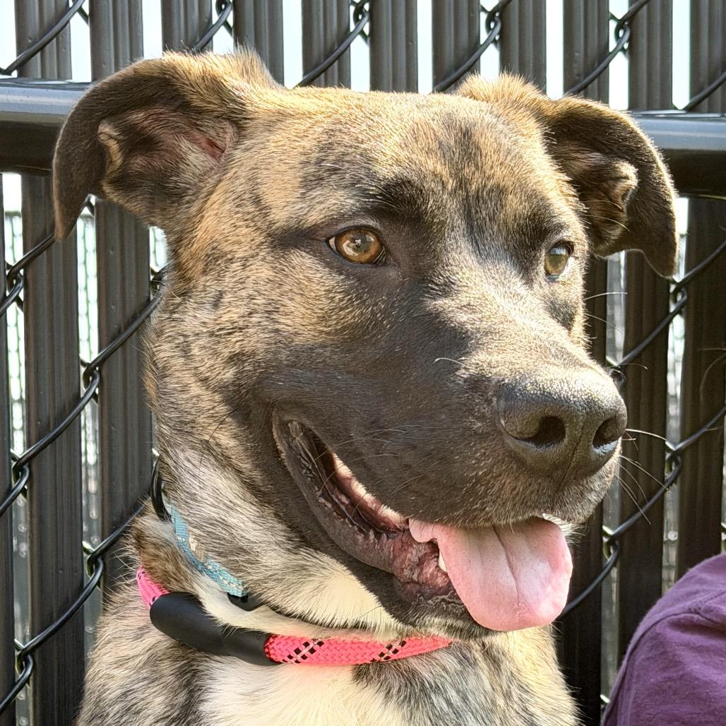 Piglet, Adoptable, Young Male Mixed Breed.