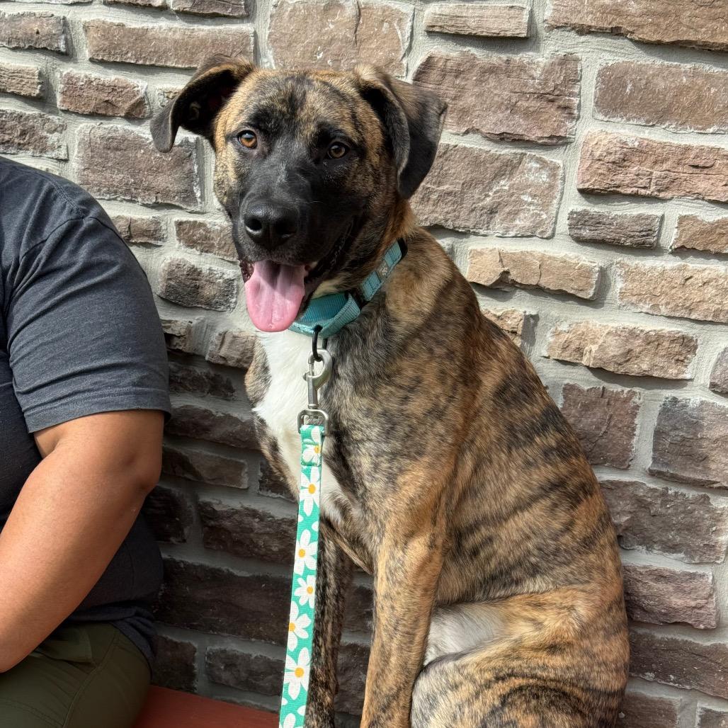 Enlarge Piglet, a Adoptable Mixed Breed in Washington Township, OH image 2/6