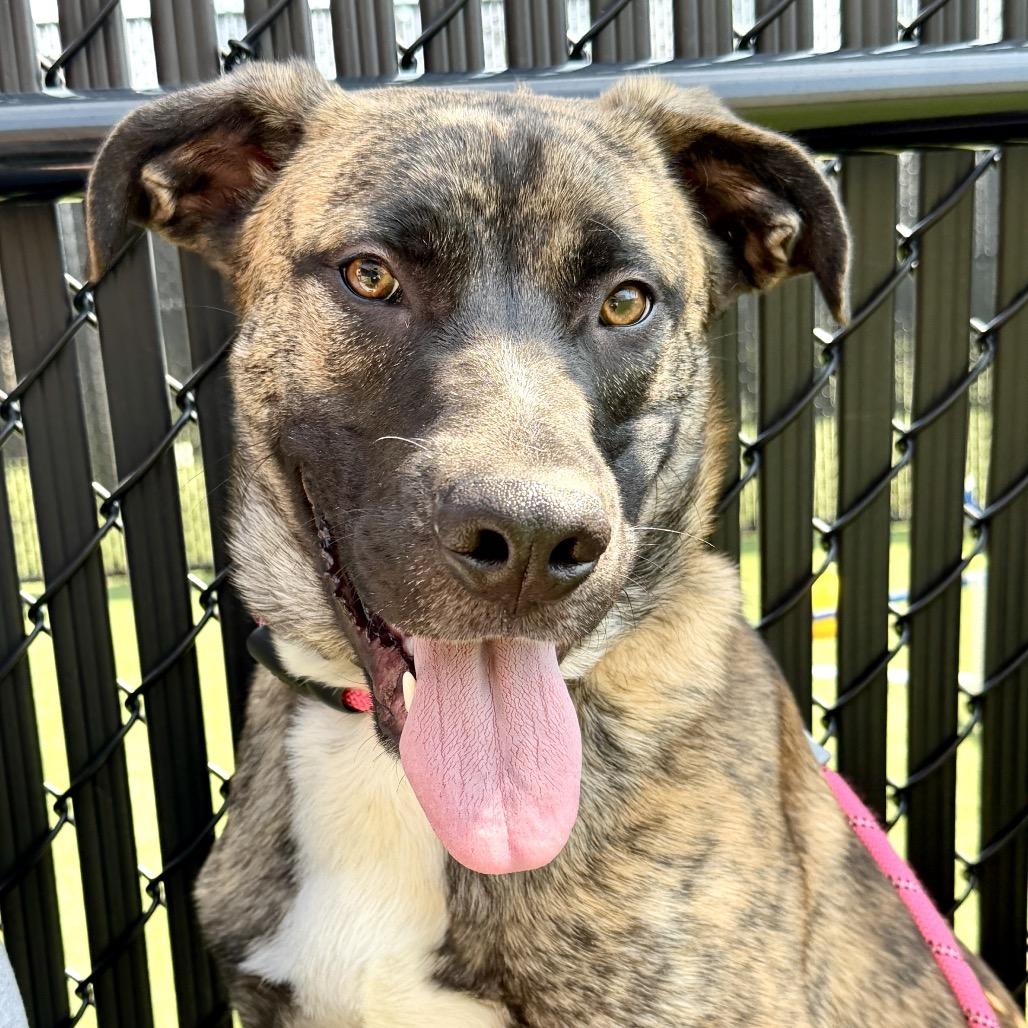Enlarge Piglet, a Adoptable Mixed Breed in Washington Township, OH image 3/6