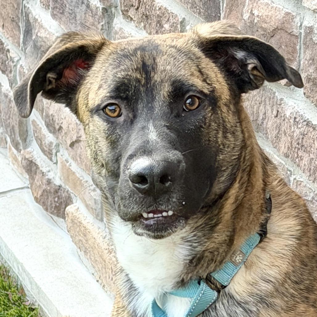 Enlarge Piglet, a Adoptable Mixed Breed in Washington Township, OH image 4/6