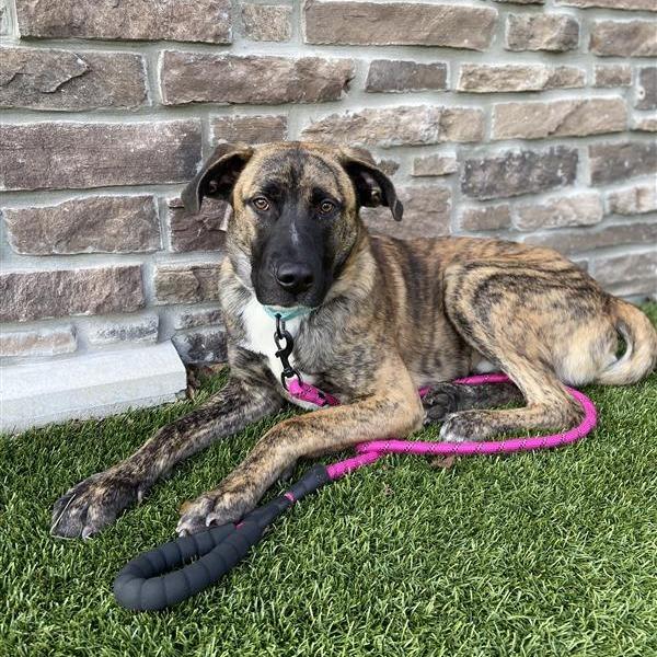 Enlarge Piglet, a Adoptable Mixed Breed in Washington Township, OH image 5/6