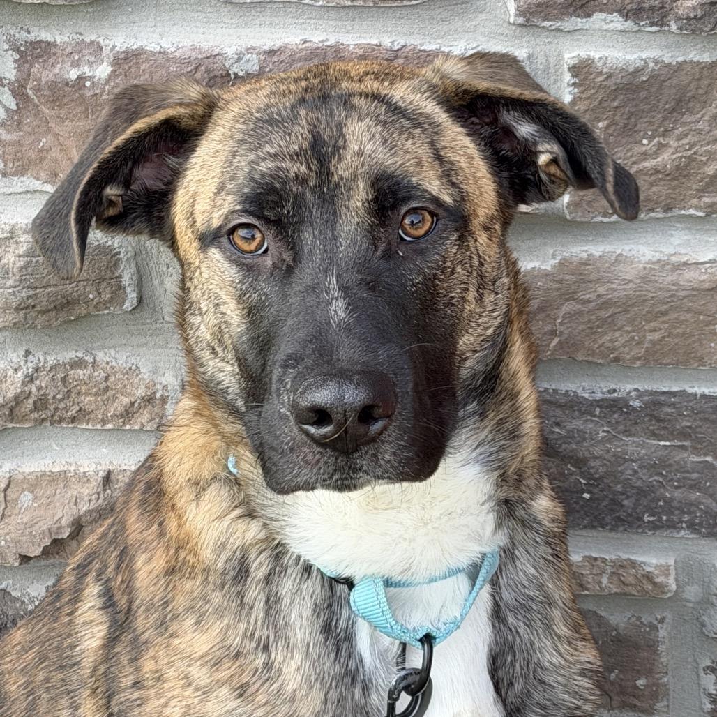 Enlarge Piglet, a Adoptable Mixed Breed in Washington Township, OH image 6/6