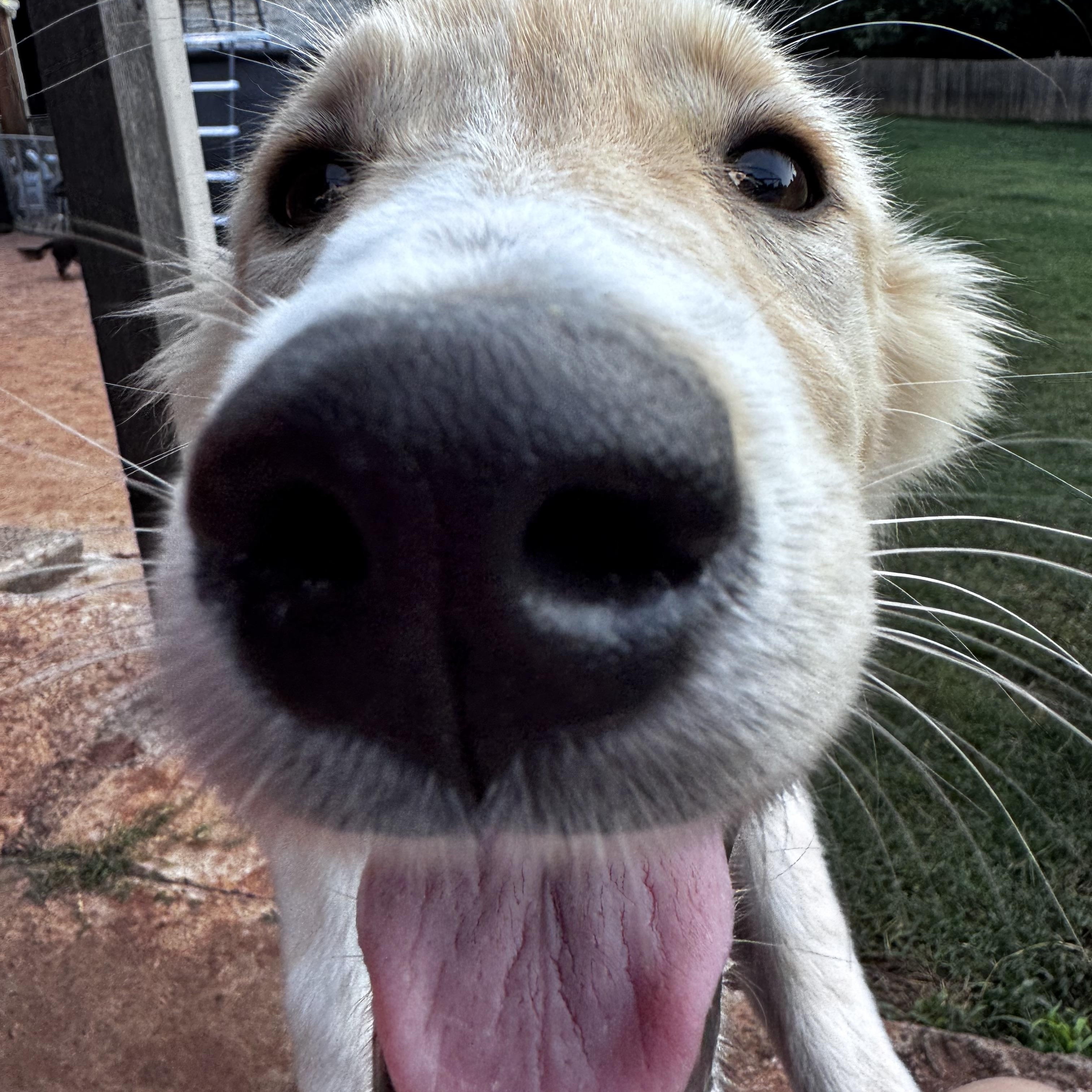 Kady Bug, an adopted mixed breed in Yukon, OK image 1/2
