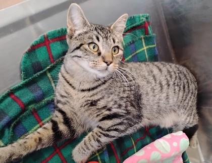 Spock, Adoptable, Adult Male Domestic Short Hair & Domestic Short Hair.