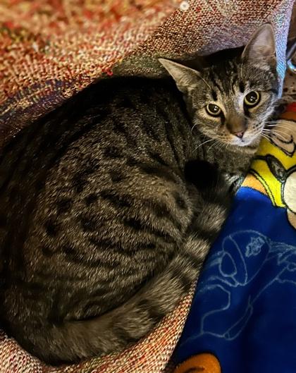 Enlarge Spock, a Adoptable Domestic Short Hair in Jamestown, NY image 2/3