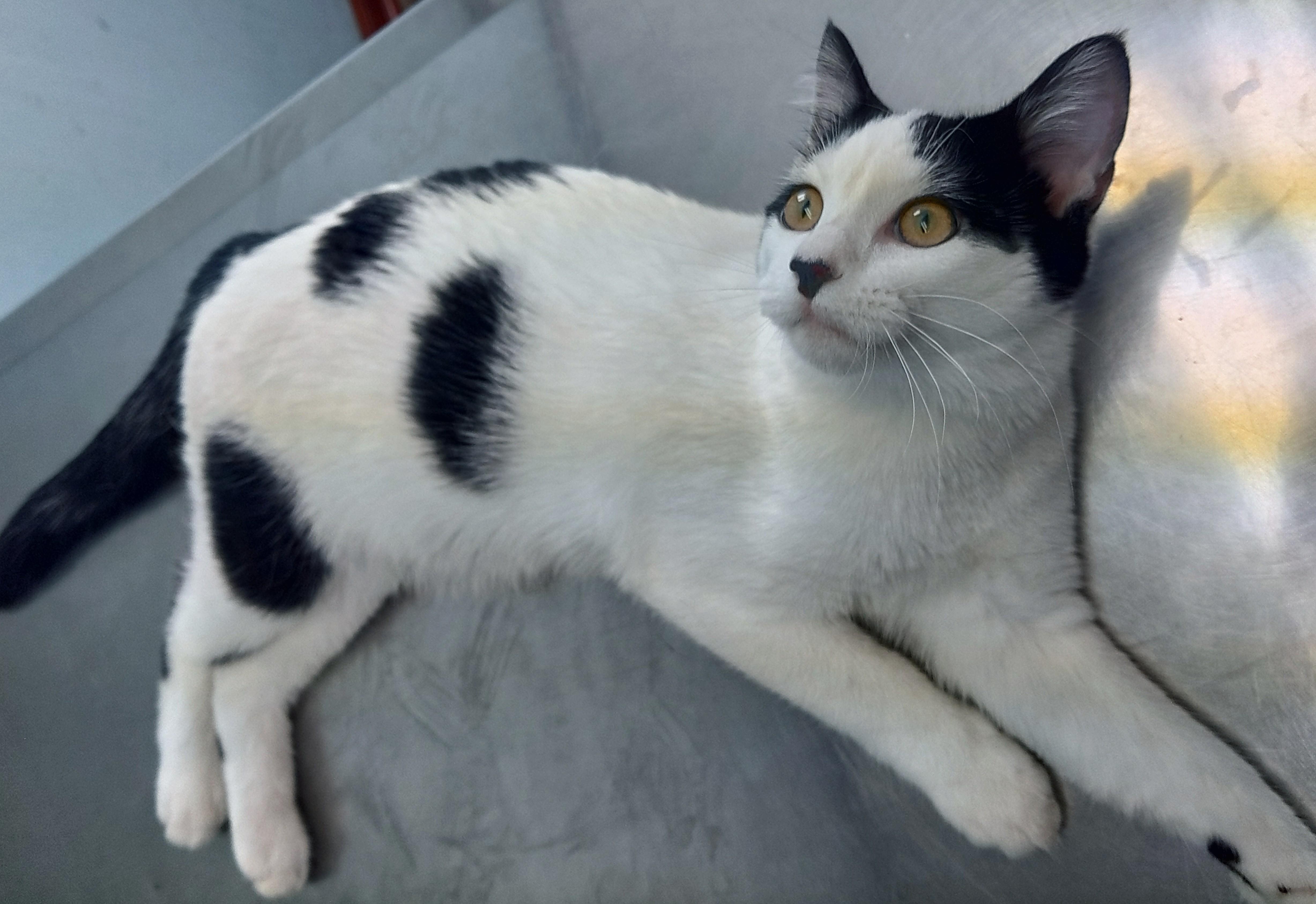 Bongo, Adoptable, Kitten Male Domestic Short Hair.