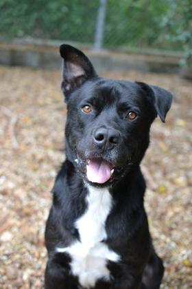 Kril (Underdog), a Adoptable Mixed Breed in New Orleans, LA image 1/3