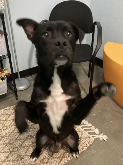 Kril (Underdog), a Adoptable Mixed Breed in New Orleans, LA image 2/3